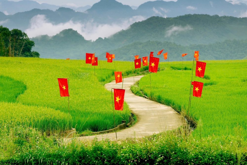 cánh đồng lúa bản suối lìn